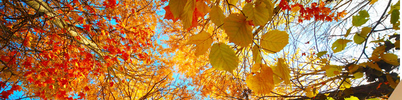 Imagem de ávores no outono